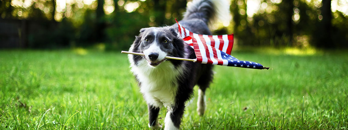 Woofs for Warriors, Inc.